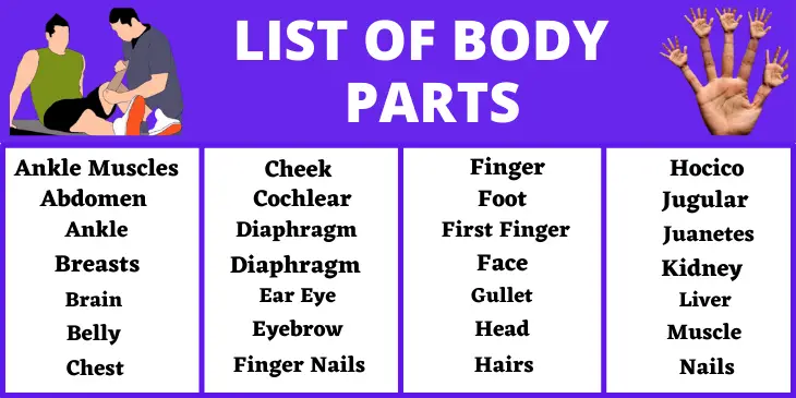 Body Parts Starting With A To Z